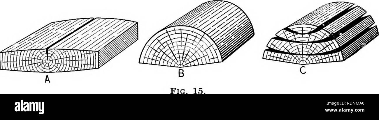 . Identificazione dei boschi economica degli Stati Uniti : comprese una discussione sui fondi strutturali e di proprietà fisiche di legno . Legno; alberi. 58 boschi ECONOMICA DEGLI STATI UNITI essere alloggiato con la plasticità della sostanza in legno, crepe o controlli sono formate. Queste sono le più comuni lungo i raggi, poiché vi ceppi sono più grandi e più complessi. Tuttavia, quando la forza dei raggi è maggiore la forza coesiva della sostanza cementante unendo i due strati della cella principale parete, frattura radiale passa attraverso il piano mediano della parete primaria del legno ce Foto Stock