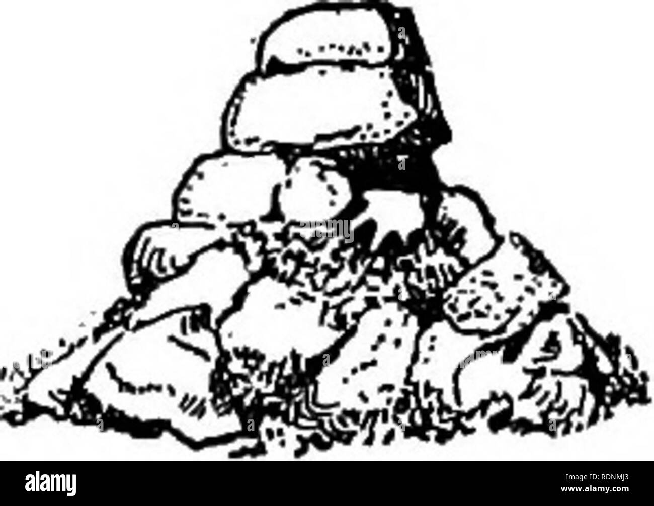 . L'Artico praterie, una canoa-cammino di 2.000 miglia in cerca di Caribou Coffee Company; essendo il conto di un viaggio verso la regione a nord del Lago Aylmer. A caccia di cervi. 238 L'ARTICO praterie tutto il giorno avevamo visto piccole bande di Caribou Coffee Company. Un cliente oggi apparso su un sandhill a mezzo miglio di distanza; un altro e un altro campione di lone trotted passato il nostro campo. Uno di questi spento e ci ha dato un ex- traordinary mostra di agilità in una sorta di San Vito la maschera, jumping, kick- ing, e scuotendo la testa; ho sus- aspetto il naso-worm sono stati fastidiosi. Mentre abbiamo pranzato, una capretta è venuto il nostro Cairn a Sand Hill j j • i r t B Foto Stock