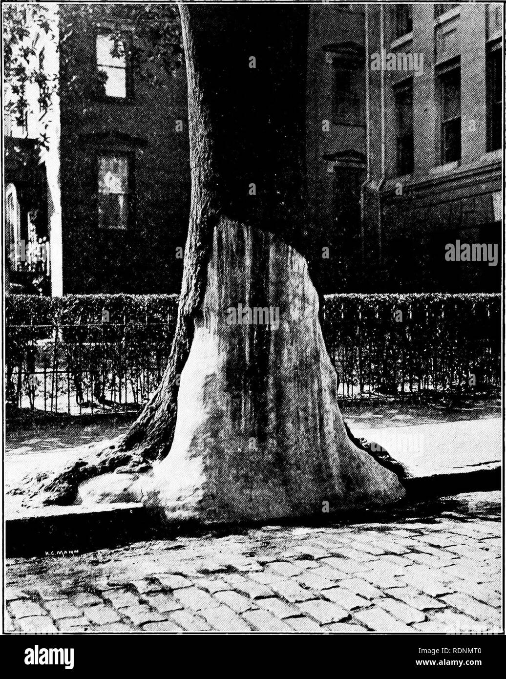 . Terza relazione della Commissione sulla abbellire la città di Norfolk, Virginia : luglio 1913-luglio 1915. Alberi; pianificazione urbana; pianificazione urbana. Una quercia salvate. COR. MARINER E la cappella e strade del territorio già coperto abbraccia la vecchia parte della città dalla linea del Norfolk &AMP; Western Railroad all'est, fino al Park Place e Lindenwood a nord e il fiume di Elizabeth sul sud e ovest. Anche i due terzi di Brambleton, lasciando solo la porzione tra alta- land Avenue e la principessa Anne Avenue, e tra il né- folk &AMP; Western via dei limiti della città. In additi Foto Stock