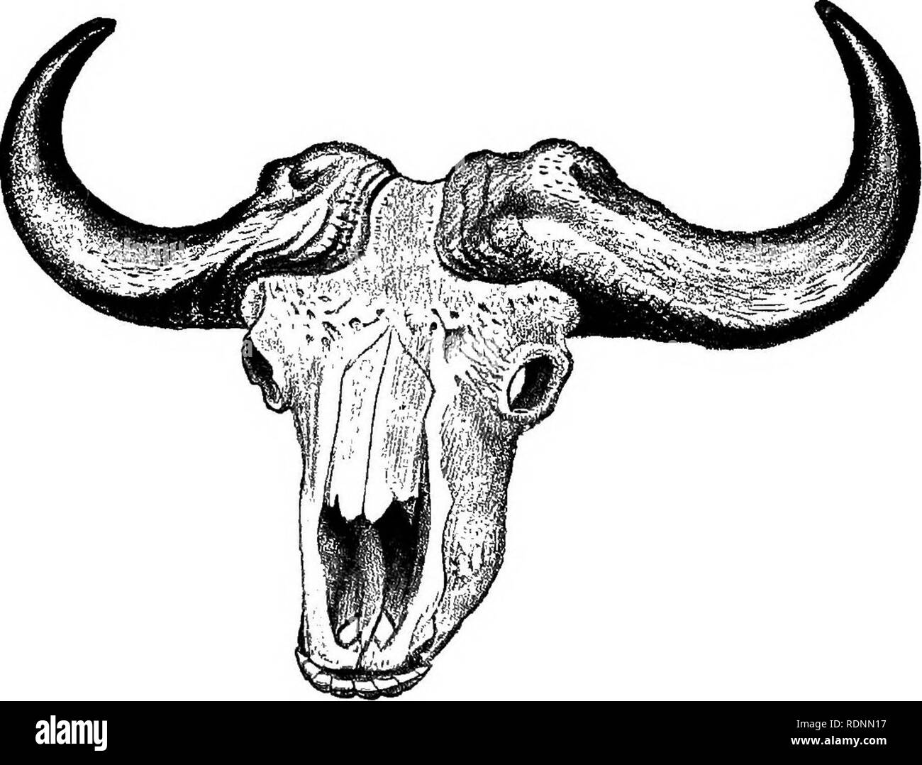 . Diciassette viaggi attraverso il Somaliland e una visita in Abissinia; con prefazione supplementare sul 'Mannuncio Mullah' levate. Maxamad Cabdulle Xasan, 1864-1920; Etnologia; Zoologia. 252 attraverso il Somaliland e Abissinia cap. montagne di Som41iland principalmente in assenza della piena grigio- mane ; e un piccolo albero-scimmia, del cui nome io sono ignorante. Dopo lo spunto da fermi su silenzioso per lo spazio di due ore con geli e Hassan, ho messo su la bufala ad una distanza di circa venti metri, ma abbiamo potuto sentire solo i pesanti colpi della terra e cracking di bastoni come essi partirono al galoppo con continuo c Foto Stock