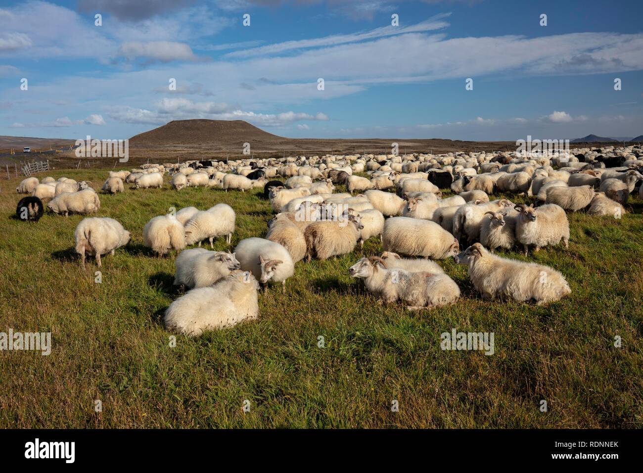 Réttir, tradizionale imbrancandosi di pecora e pecora splitting, Mývatn, Islanda Foto Stock