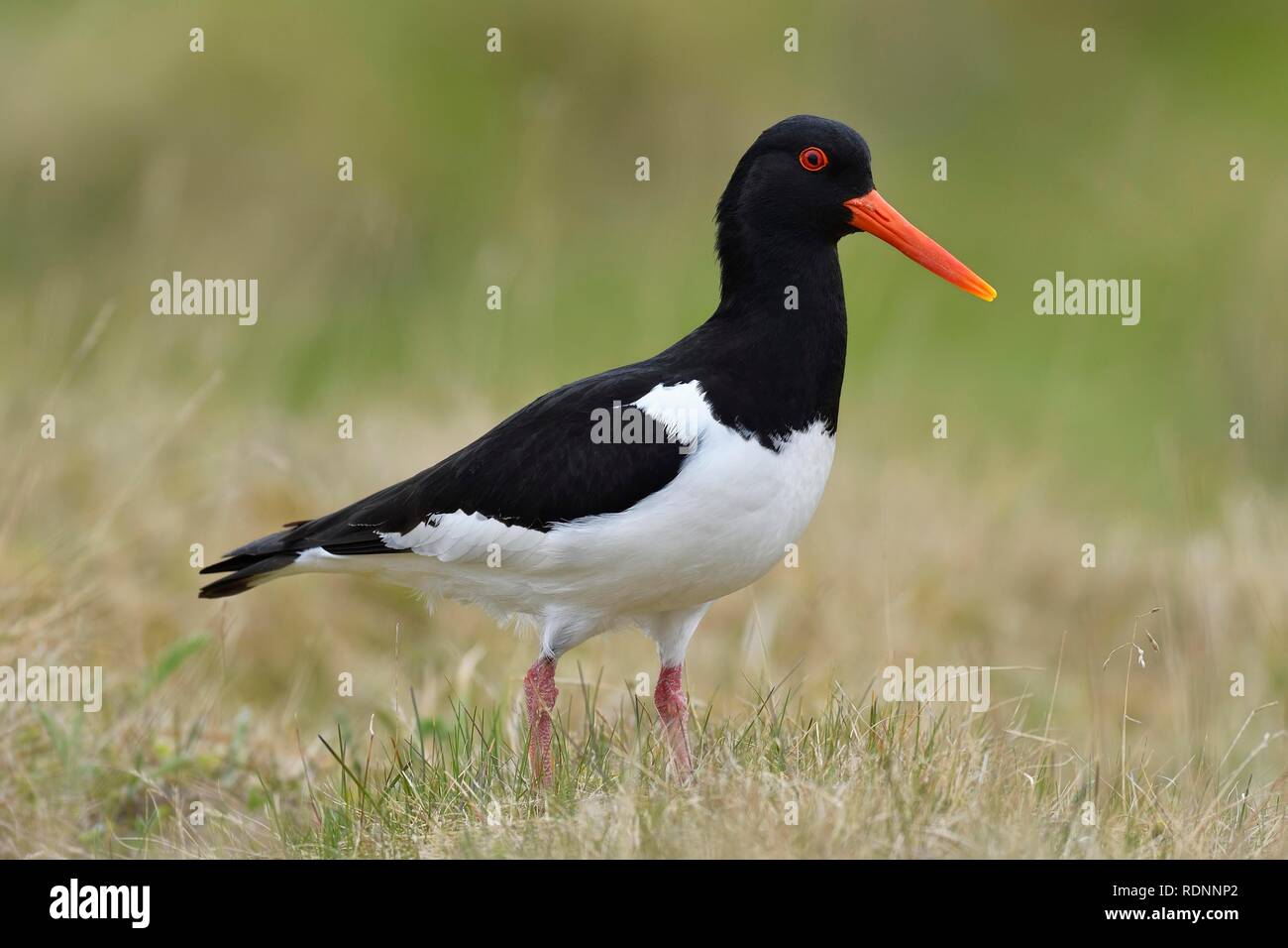 Eurasian oystercatcher (Haematopus ostralegus), uccello adulto in piedi su erba, Varanger, Norvegia Foto Stock