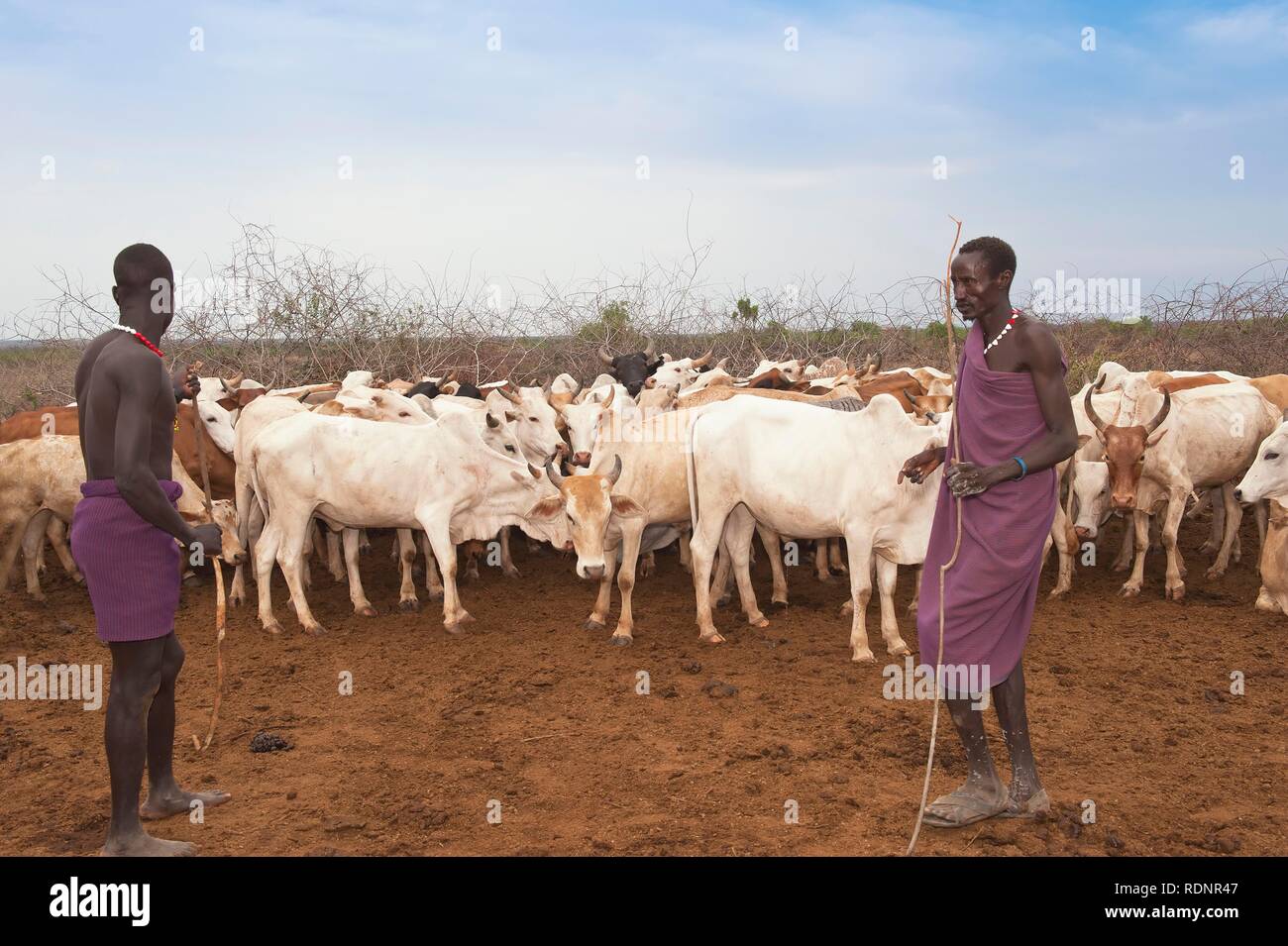 Allevamento di mucche, Nyangatom, Bume o Buma tribù, Valle dell'Omo, Ehtiopia Foto Stock