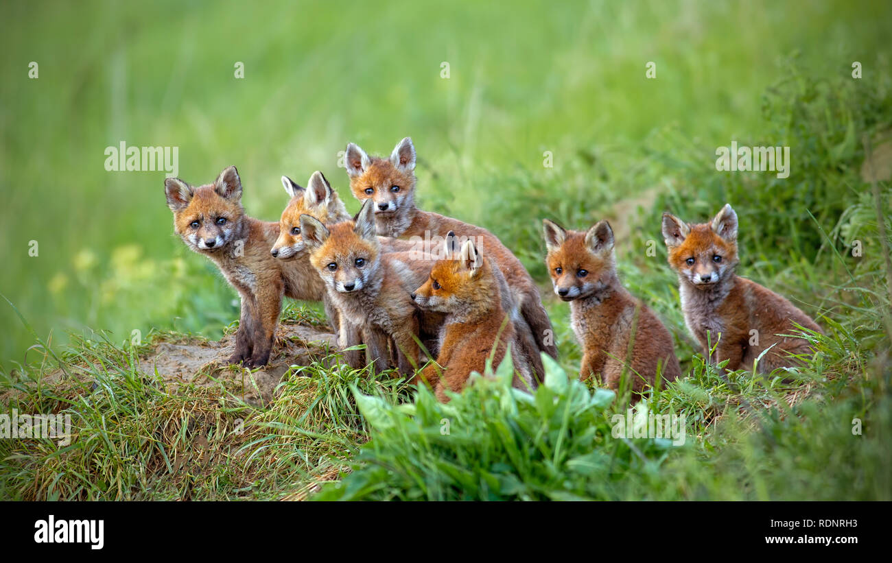 Red Fox, vulpes vulpes, cubs seduto da den. Foto Stock