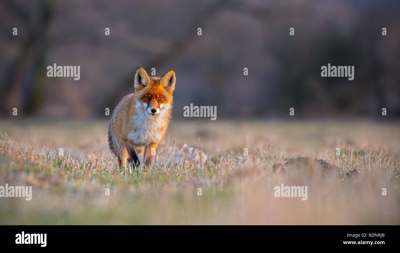 Red Fox, vulpes vulpes, su un prato al tramonto. Foto Stock