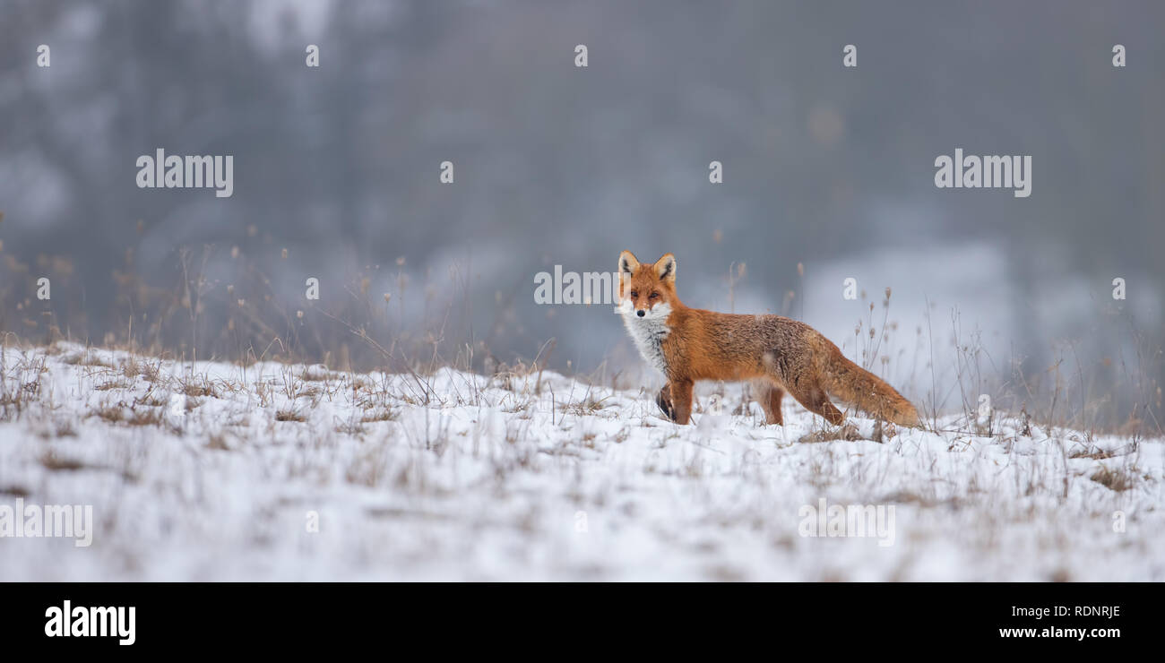 Red Fox, vulpes vulpes, sulla neve in inverno. Foto Stock