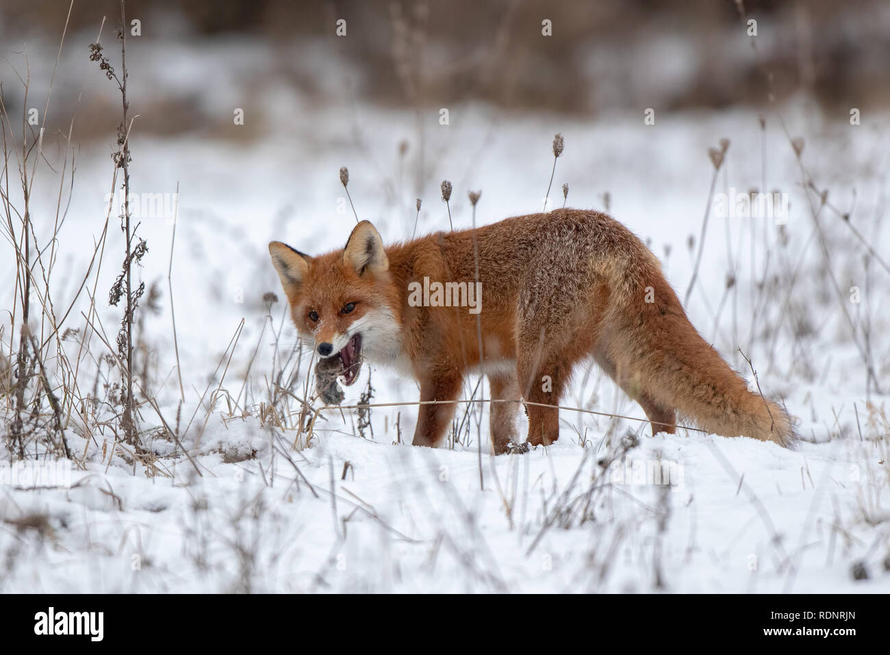 Red Fox, vulpes vulpes, sulla neve in inverno con la preda. Foto Stock