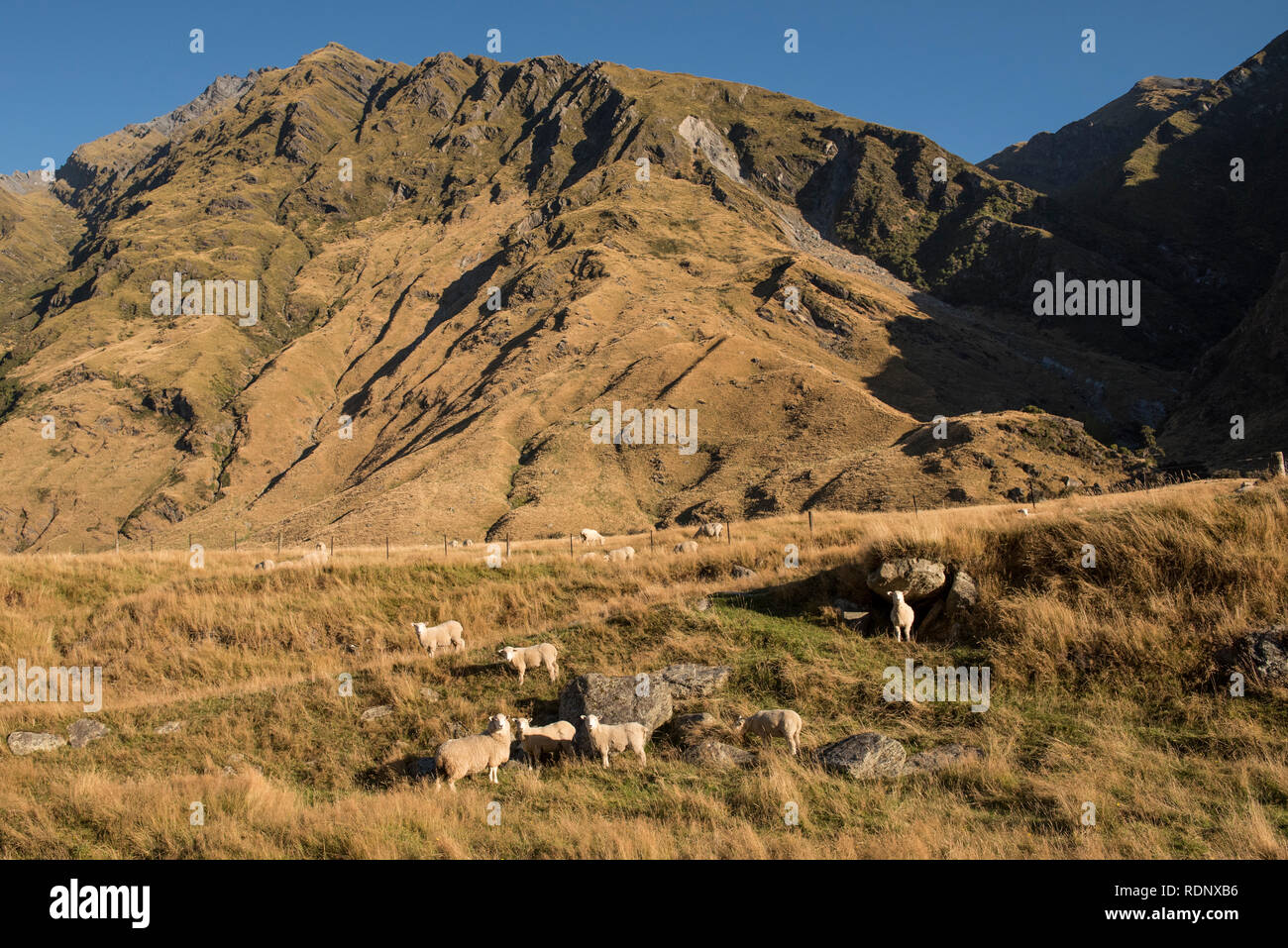 L'inizio del Rob Roy Glacier via conduce gli escursionisti attraverso pascoli pieno di animali allevati a pascolo in Matukituki Valley vicino a Wanaka. Foto Stock L'inizio del Rob Roy Glacier via conduce gli escursionisti attraverso pascoli pieno di animali allevati a pascolo in Matukituki Valley vicino a Wanaka. Foto Stock