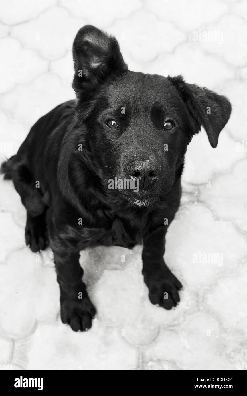 Nero piccolo cane.. foto in bianco e nero Foto Stock