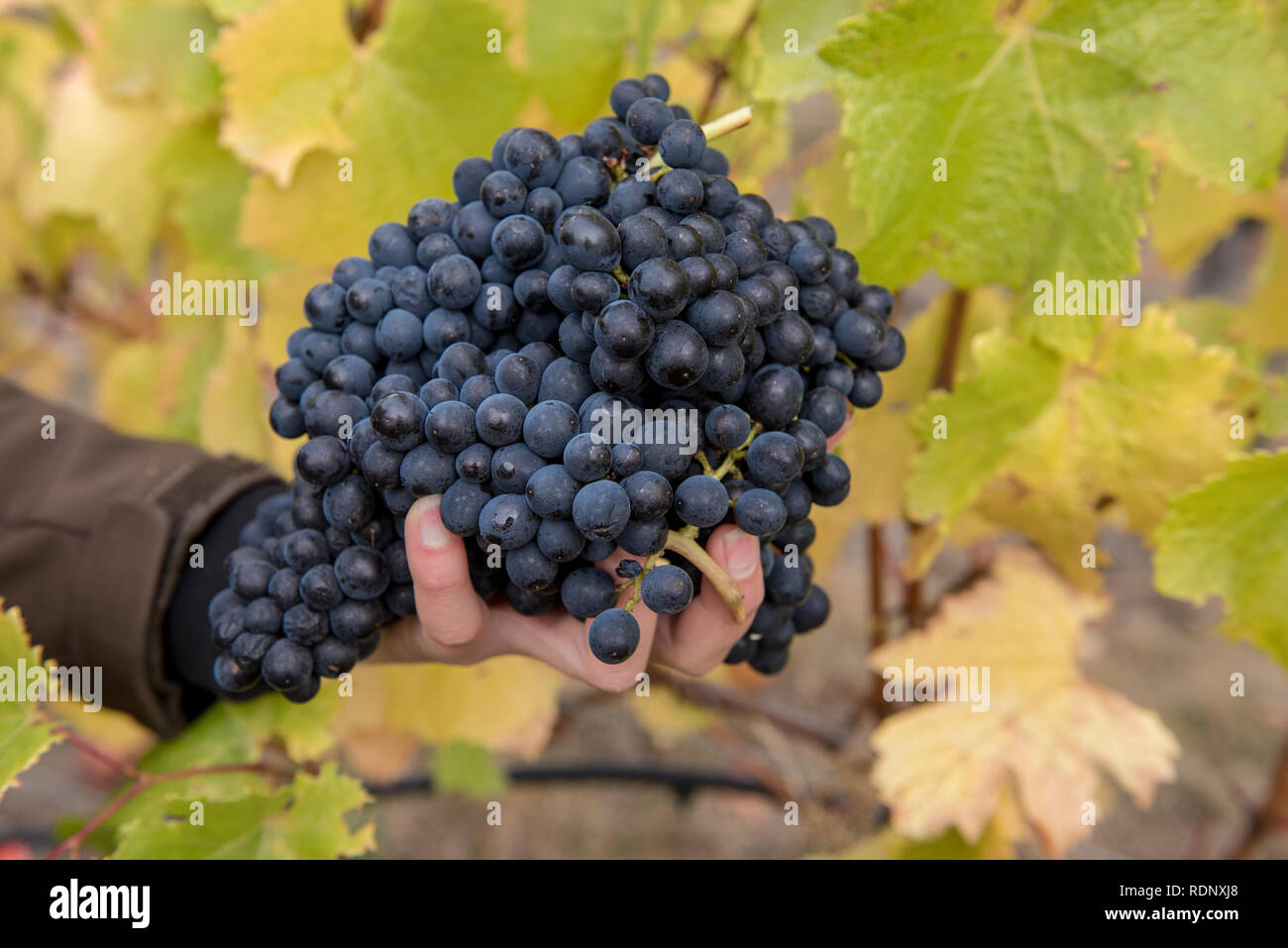 La raccolta di ripe grappoli di uva in una vigna a Wanaka, South Island, in Nuova Zelanda. Foto Stock