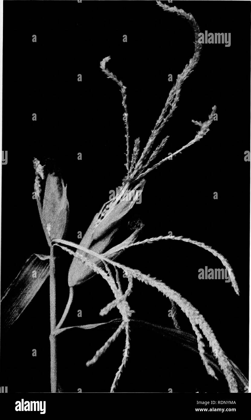 . Luther Burbank, i suoi metodi e scoperte e la loro applicazione pratica;. Di allevamento vegetale. Il mais infiorescenza staminifera crescente dall'orecchio Questo inverte la condizione mostrata a pagina 41. Anche qui il polline-cuscinetto fiocco e la granella-la formazione di ovuli sono insieme, ma si trovano in axils delle foglie invece gu in corrispondenza della punta gu la levetta. Questa anomalia illustra la miscelazione fino gu predisposizione ereditaria che può avvenire quando diverse specie sono ibridati. La commistione gu i ceppi del primitivo Teosinie e il mais coltivato porta latenti tendenze ereditarie.. Si prega di notare che th Foto Stock