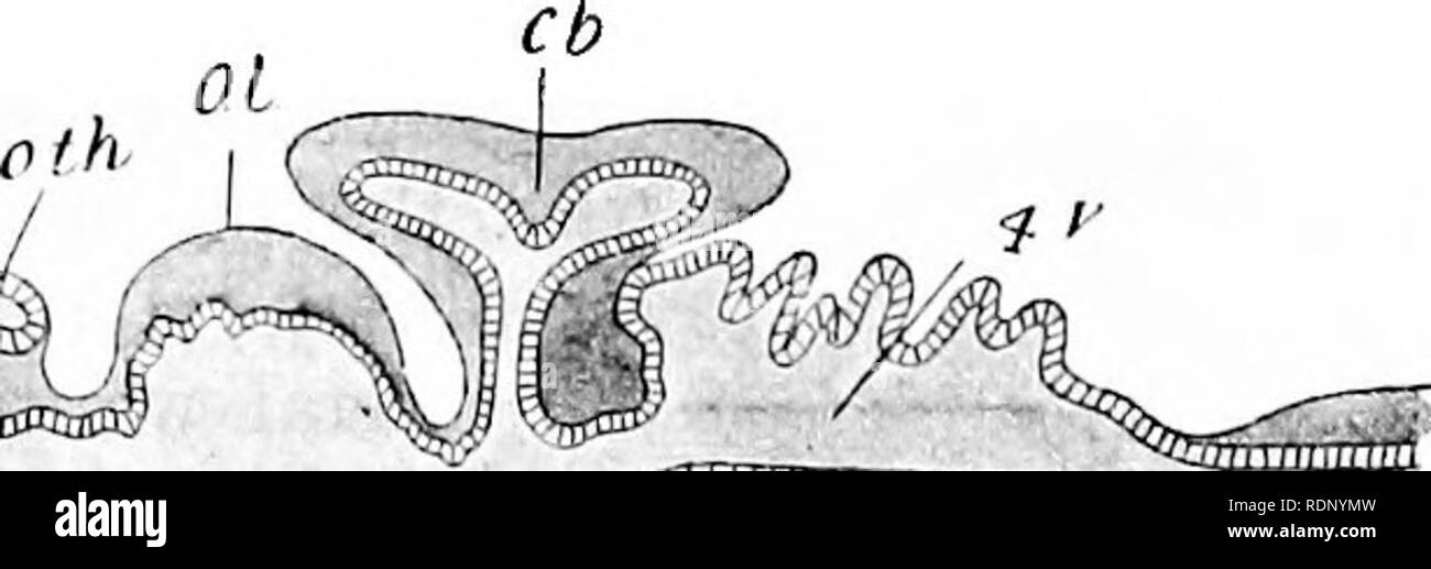 . Contorni di zoologia. Zoologia. N. Fig. 187.-sezione longitudinale del cervello del giovane cane-pesci (vista schematica).-Dopo Gaskell. C.h., emisferi cerebrali; o.th., ottica thalarai; 3 V., terzo ventricolo;., infundibulum : Pt.b., pituitaria corpo; o.l, ottica lobi; cb., cervelletto; M.O., micollo allungato; 4 V., quarto ventricolo ; S.C., midollo spinale. sfere, mentre la parte restante costituisce la regione dell'ottica thalami thalamencephalon o. Gli emisferi cerebrali (prosencephalon o fore-cervello) sono estremamente importanti. Essi predominano sempre di più come possiamo salire nella scala dei vertebrati e diventare Foto Stock