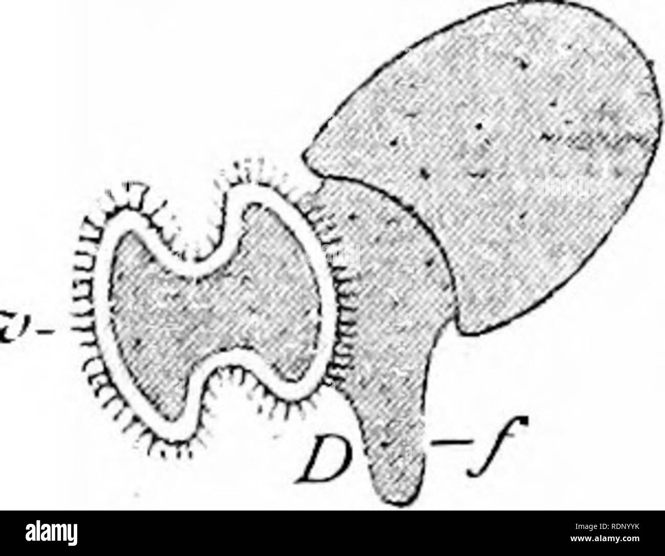. Contorni di zoologia. Zoologia. Ideale mollusco.-dopo-Ray Lankester. m., bocca; g.c, cerebrale .nei gangli ; c, i bordi del mantello mantello; z.g., condotto del lobo destro della ghiandola digestiva ; s., cavità pericardica ;/., i bordi del guscio-sac ; v., ventricolo del cuore; "., nephridium ; un ano ; "., parte posteriore del piede; /., apertura^ di nephridium ; k., apertura genitale; g.ab, ganglio addominale su loop viscerale ; g.v., ganglio viscerale ; z.l., lobo sinistro della ghiandola digestiva ; p., piede; g.pe., ganglio pedale ; g.pl., ganglio pleurica. piccoli denti e mosso da muscoli speciali, tutta la struttura essendo sapere Foto Stock