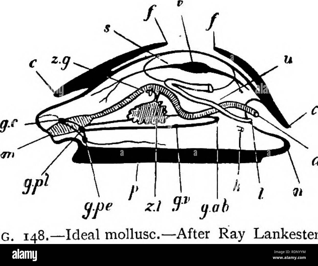 . Contorni di zoologia. Zoologia. 338 mollusco*. rami, in cui la regione di testa è degenerato, non vi è nella bocca di un nastro chitinous o radula, cuscinetto di solito numerose Fig.. Ideale mollusco.-dopo-Ray Lankester. m., bocca; g.c, cerebrale .nei gangli ; c, i bordi del mantello mantello; z.g., condotto del lobo destro della ghiandola digestiva ; s., cavità pericardica ;/., i bordi del guscio-sac ; v., ventricolo del cuore; "., nephridium ; un ano ; "., parte posteriore del piede; /., apertura^ di nephridium ; k., apertura genitale; g.ab, ganglio addominale su loop viscerale ; g.v., ganglio viscerale ; z.l., lobo sinistro del dige Foto Stock