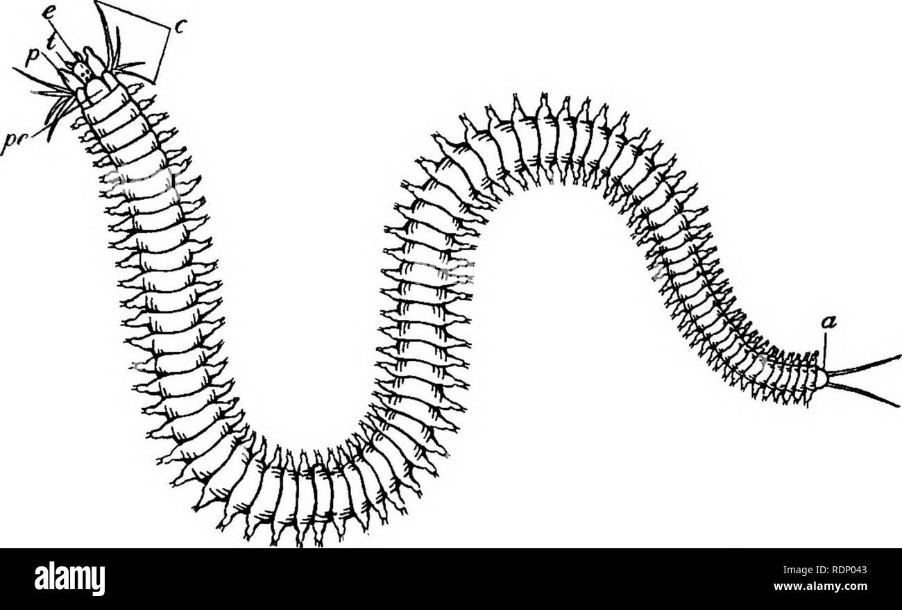. Contorni di zoologia. Zoologia. Indagine generale di CH&amp;TOPODA. 205 tubi,-calcaree, Sandy, cartaceo o gelatinosa. Essi non sono quasi correlati, ma hanno in comune alcuni caratteri adattivo, come l'aggregazione di branchie, cirri, tentacoli, e organi di senso per l'anteriore parte esposta del corpo ; la riduzione dell'parapodia, spesso utilizzato unicamente per clambering nel tubo; l'assenza di "ganasce", e l'abitudine di avanzamento sul minuto Algo? O altre sostanze sospese nell'acqua. Tra questi sono inclusi Serpula, che forma ritorta tubi calcaree al di fuori delle conchiglie e altri oggetti di marino Foto Stock