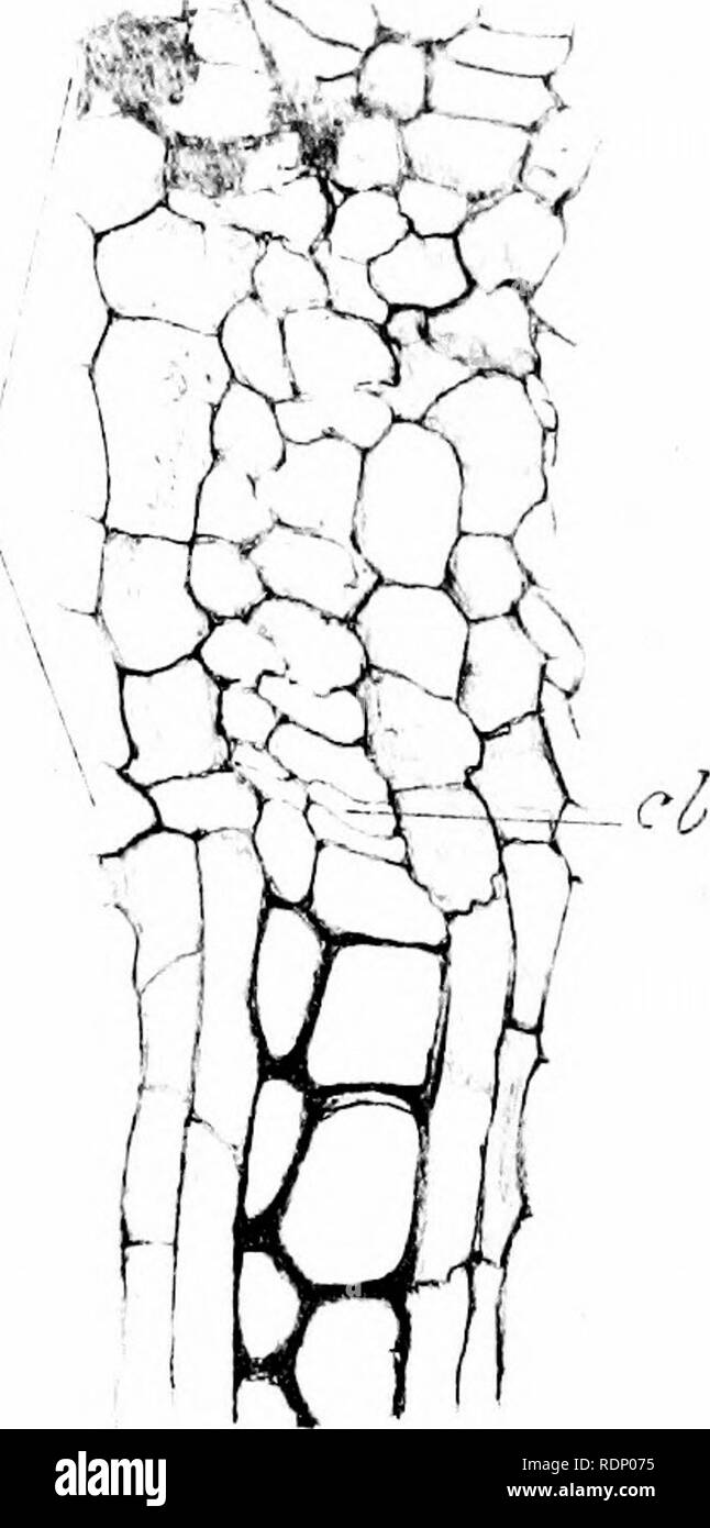 . Sull'organizzazione delle piante fossili del carbone-misure. Paleobotanica; carbone. &Gt;/. r r-'- /â Fig. 38. ^i/' Fitf. 37. ?:. Si prega di notare che queste immagini vengono estratte dalla pagina sottoposta a scansione di immagini che possono essere state migliorate digitalmente per la leggibilità - Colorazione e aspetto di queste illustrazioni potrebbero non perfettamente assomigliano al lavoro originale. Williamson, William Crawford. [Londra Foto Stock