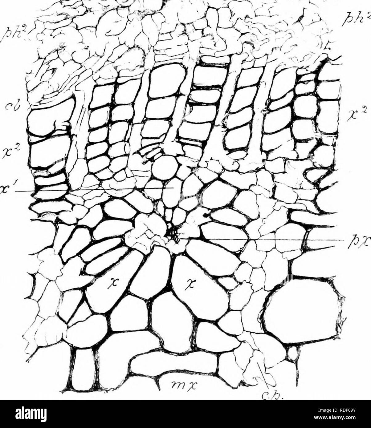 . Sull'organizzazione delle piante fossili del carbone-misure. Paleobotanica; carbone. Fig-24.. ^^^: t^stramba^-. ^ ./2 2 GBreTjuer del. Figg. 21-25, Heteran^ium Grievii.. Si prega di notare che queste immagini vengono estratte dalla pagina sottoposta a scansione di immagini che possono essere state migliorate digitalmente per la leggibilità - Colorazione e aspetto di queste illustrazioni potrebbero non perfettamente assomigliano al lavoro originale. Williamson, William Crawford. [Londra Foto Stock