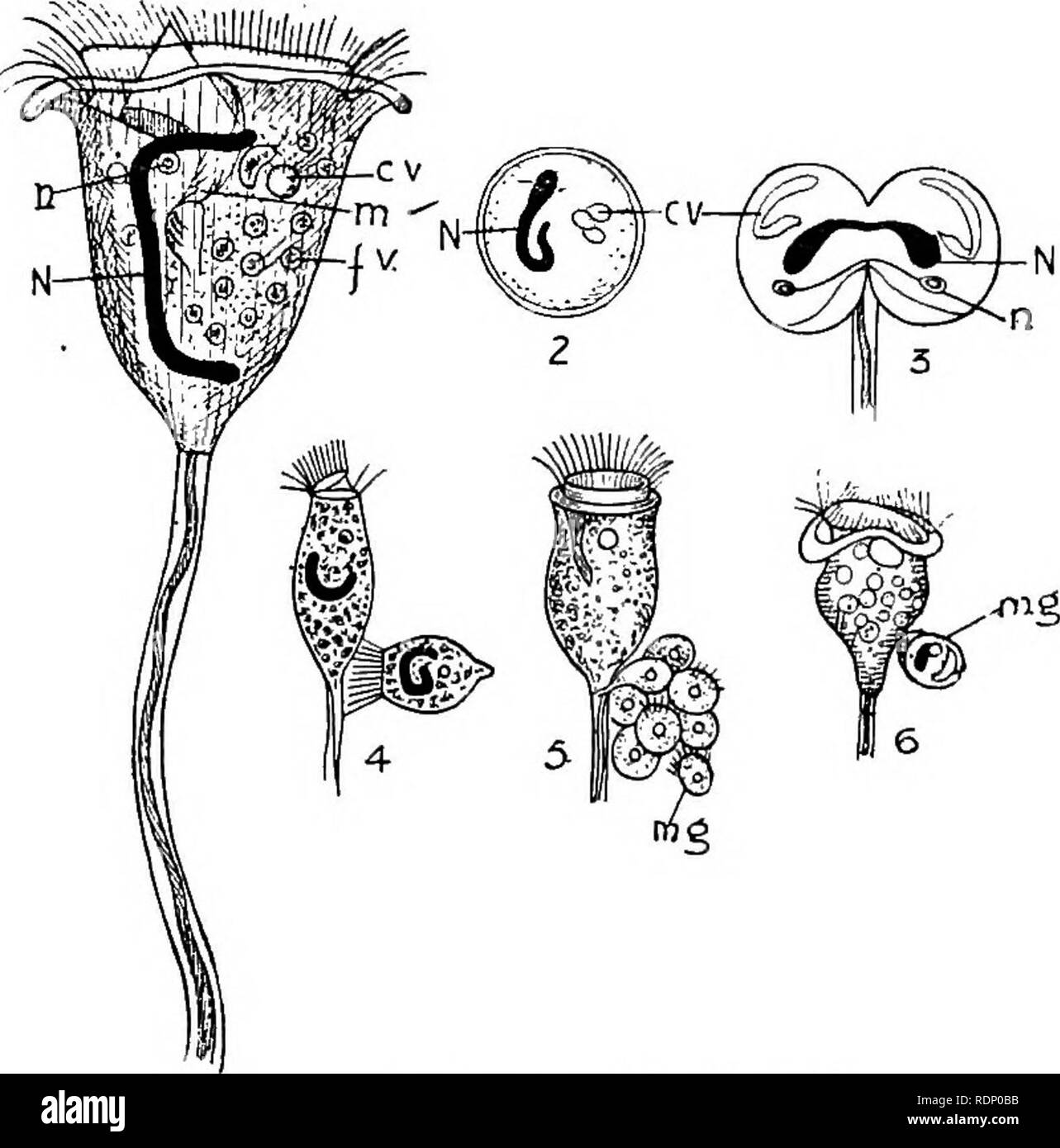 . Contorni di zoologia. Zoologia. Vorticelle. 93 Questo filamento contrattile, sotto una potenza elevata, può presentare una striatura fine. (Una simile struttura striata è visto in alcune amebe, Gregarines, spermatozoi, ecc., e al di sopra di tutte le strisce in fibre muscolari. Sembra essere un po' di adattamento strutturale di contrattilità.) La campana ha un margine ispessito e all'interno di questa si trova un disco-come coperchio ; in un avvallamento sul lato sinistro, tra il margine e il disco, c'è. Fig. 40.-vorticelle.-Dopo Biitschli. Struttura. N., Macronucleus : "., micro-nucleo ; c.z/., con- tractile vacuolo; m., bocca ; fv., cibo Foto Stock