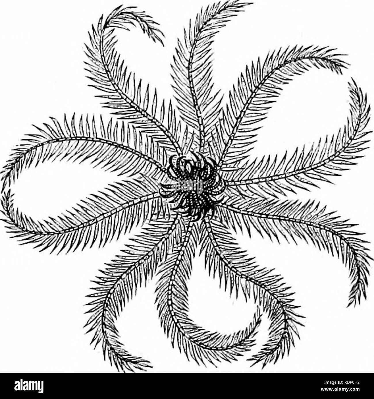 . Contorni di zoologia. Zoologia. Fig. i2.-Spider. Myriopods, insetti, ragni, e altri moduli che sono segmentate bilateralmente simmetrica corpi e appendici articolate. La pelle produce una cuticola esterna, la parte organica dei quali è costituito da una sostanza chiamata chitina, associato in crostacei con carbonato di calce. Il sistema nervoso consiste di un cervello dorsale, collegate da un nervo-anello attorno alla gola, con una catena ventrale di ganglia. Gli echinodermi.-questa è una ben definita serie, tra cui star-pesci, fragile-stelle, ricci di mare, mare-cetrioli, e piuma-stelle. La simmetria del Foto Stock