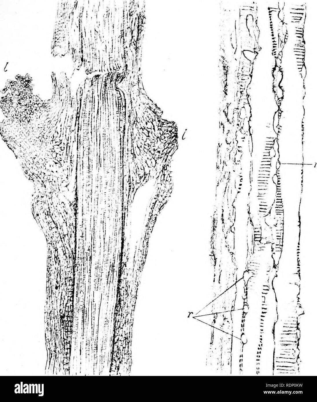 . Sull'organizzazione delle piante fossili del carbone-misure. Paleobotanica; carbone. Mifiamsan. &Amp; Scott. Phil.Tra?ism'^.y. Pl/ite^V. Isole Figi^,47.. Si prega di notare che queste immagini vengono estratte dalla pagina sottoposta a scansione di immagini che possono essere state migliorate digitalmente per la leggibilità - Colorazione e aspetto di queste illustrazioni potrebbero non perfettamente assomigliano al lavoro originale. Williamson, William Crawford. [Londra Foto Stock