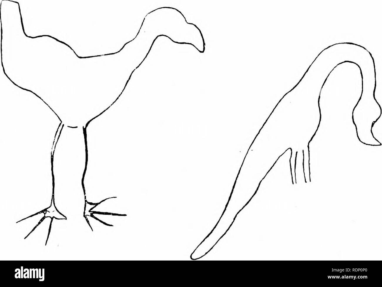 . Inizio annali di ornitologia. Gli uccelli; uccelli. Uccelli preistorici 5 vivere, per citare il colonnello Verner, centinaia di grande Bustards, decine di migliaia di oche selvatiche e l'acqua-uccelli di tutti i tipi, oltre alla gru, cicogne e alcuni fenicotteri rosa, anche gli avvoltoi, aquile, e Harriers. Gli antichi abitanti del quartiere avrebbe pertanto presumibilmente non ha avuto difficoltà a procurarsi il cibo. Un numero considerevole di gronda simili disegni che rappresentano cervi, stambecchi, capre, cavalli e bovini, uno di un bisonte, e alcuni dei pesci, era stato precedentemente scoperto dal colonnello Verner e la sua instancabile colleghi Foto Stock
