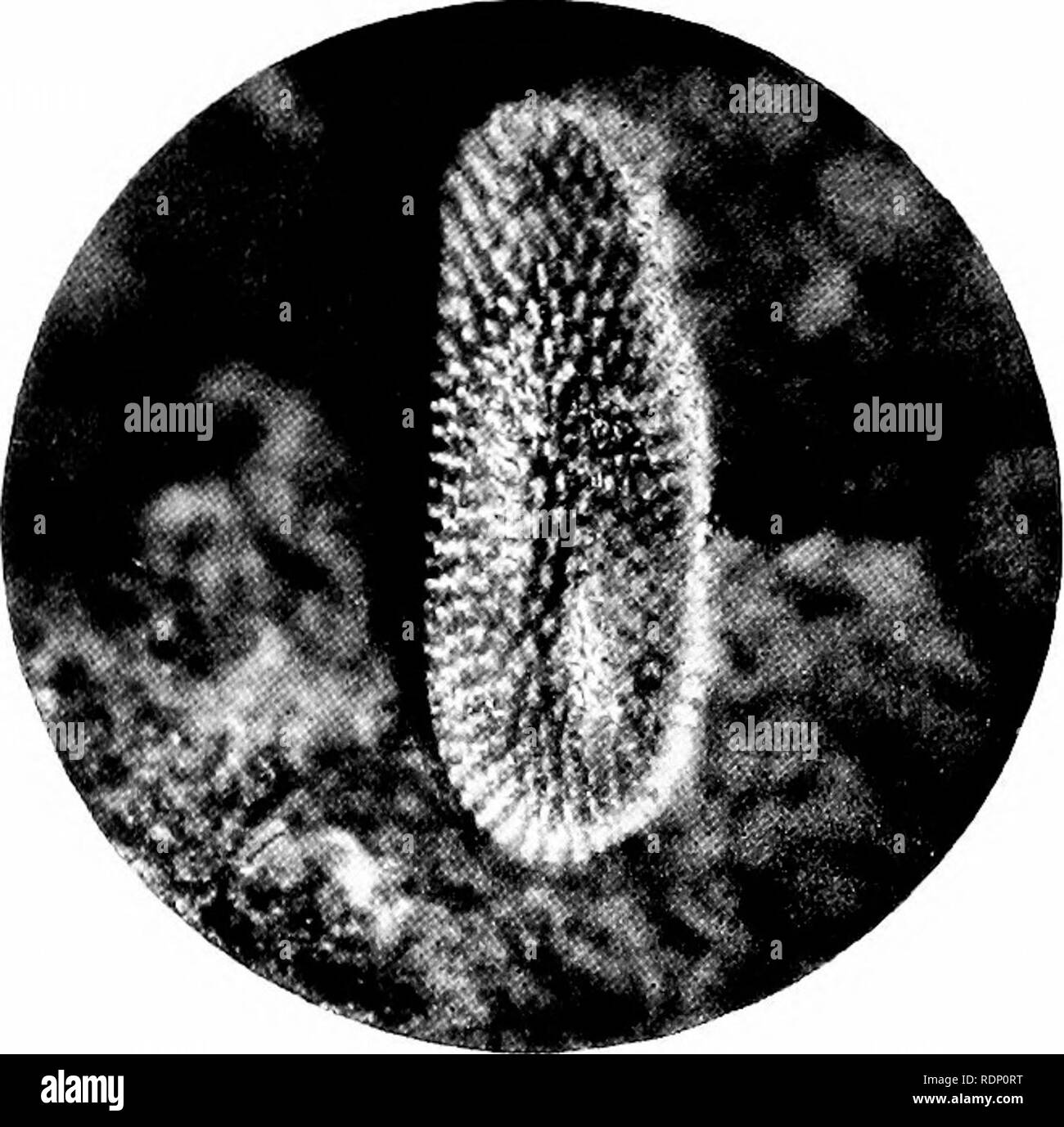 . Minuti di meraviglie della natura, essendo alcune rivelazioni del microscopio, presentato da microfotografie presi dall'autore. Storia naturale; microscopi. Insetti' UOVA 137 controllare era posto su di loro aumento, tutti vegeta- zione dovrebbe presto essere distrutti. Fortunatamente, tuttavia, vi sono numerosi nemici che preda su di loro. Fig. 86 mostra la perla uovo iridescente di uno dei hover-fliesâwasp-come mosche che sono spesso visibili. Fig. 86. A]) uovo di un hover-fly. ;Â ; 25 diametri in bilico dal rapido le vibrazioni delle loro ali sopra plantsâthese mosche di solito posto le loro uova singolarmente su steli e foglie fra t Foto Stock