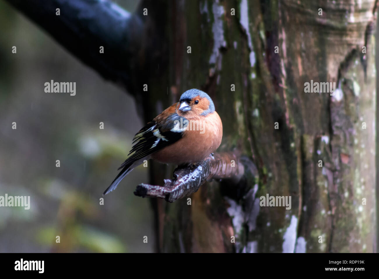 Fringuello maschio uccello appollaiato su un ramo in primavera. L'uccello è guardando verso la telecamera Foto Stock