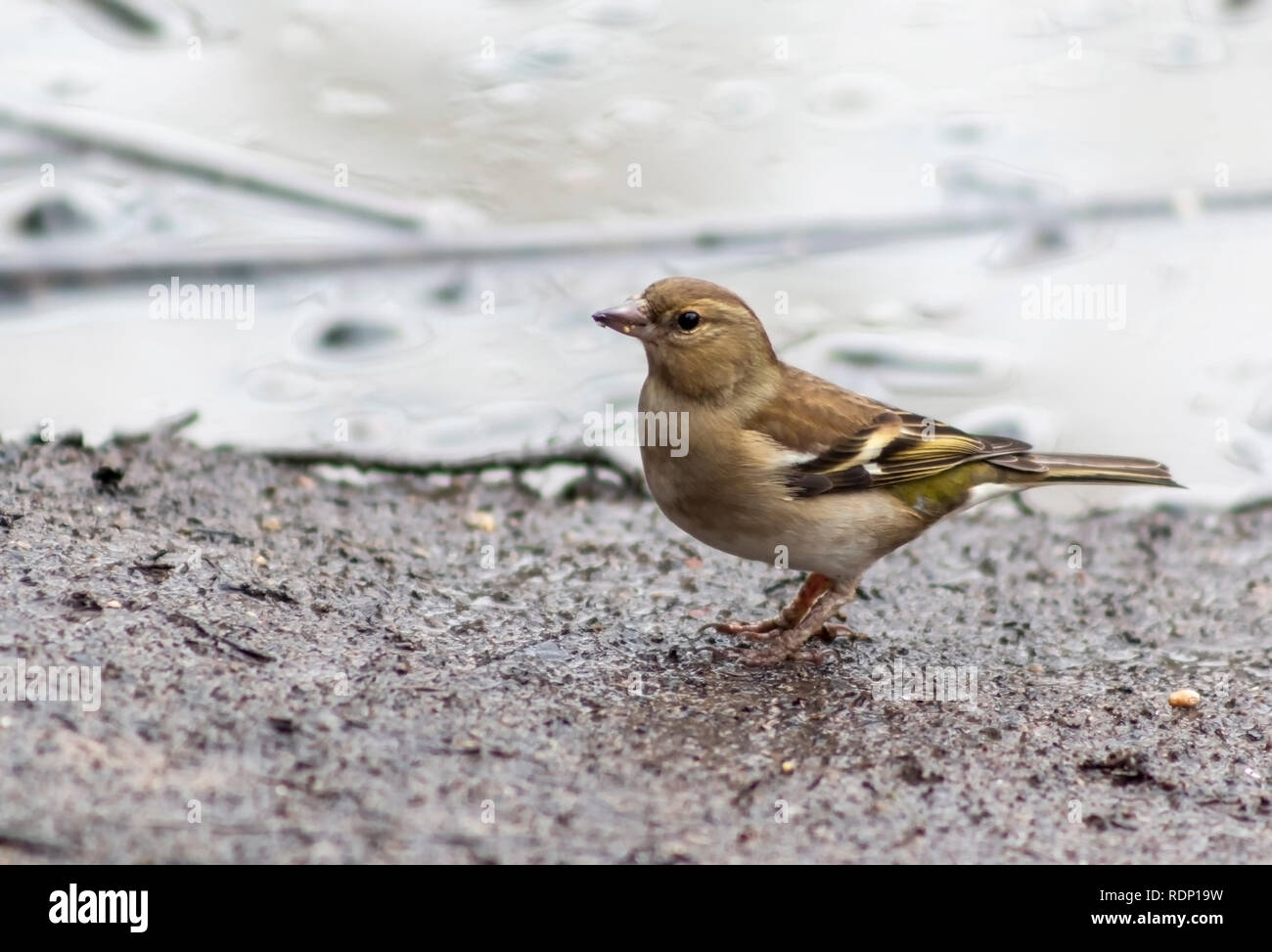 Fringuello femmina Foto Stock
