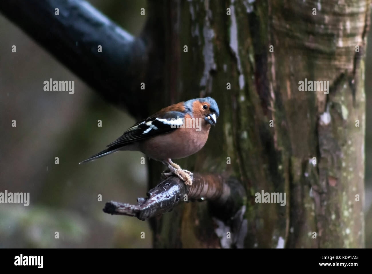 Fringuello maschio uccello appollaiato su un ramo in primavera. L'uccello è guardando verso la telecamera Foto Stock