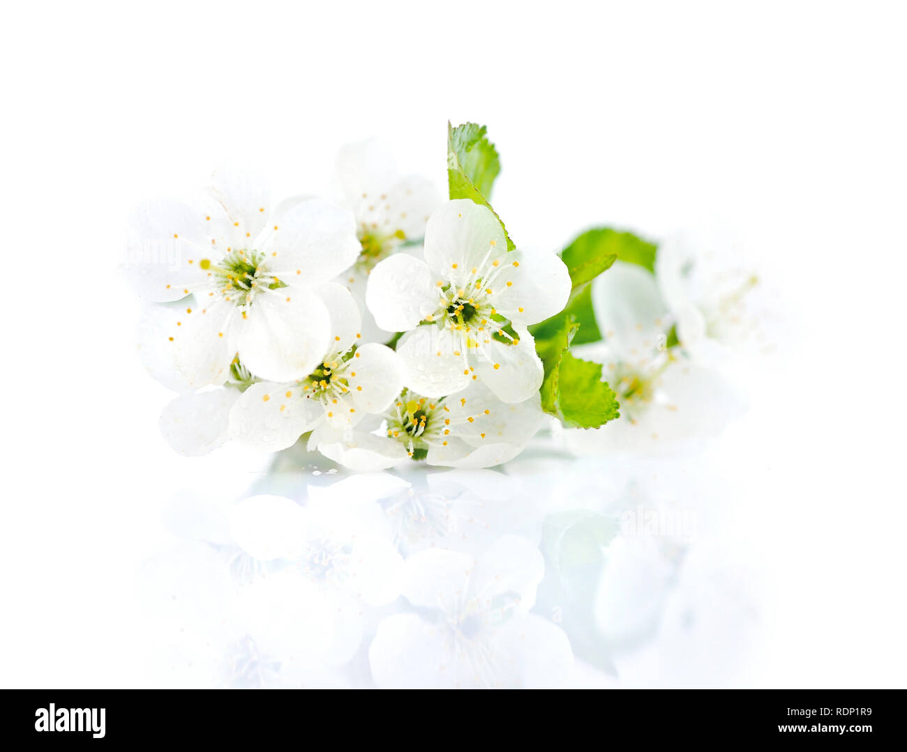Ramoscello di ciliegio in fiore isolato su uno sfondo bianco Foto Stock