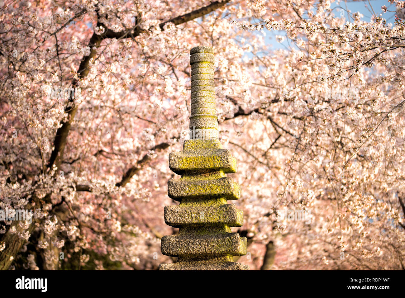 WASHINGTON DC - i fiori di ciliegio in fiore fanno da sfondo alla pagoda giapponese presso il bacino delle maree. La tradizionale pagoda in pietra fu un dono del Giappone nel 1957, situato vicino ai ciliegi fioriti che furono donati alla città nel 1912. Foto Stock