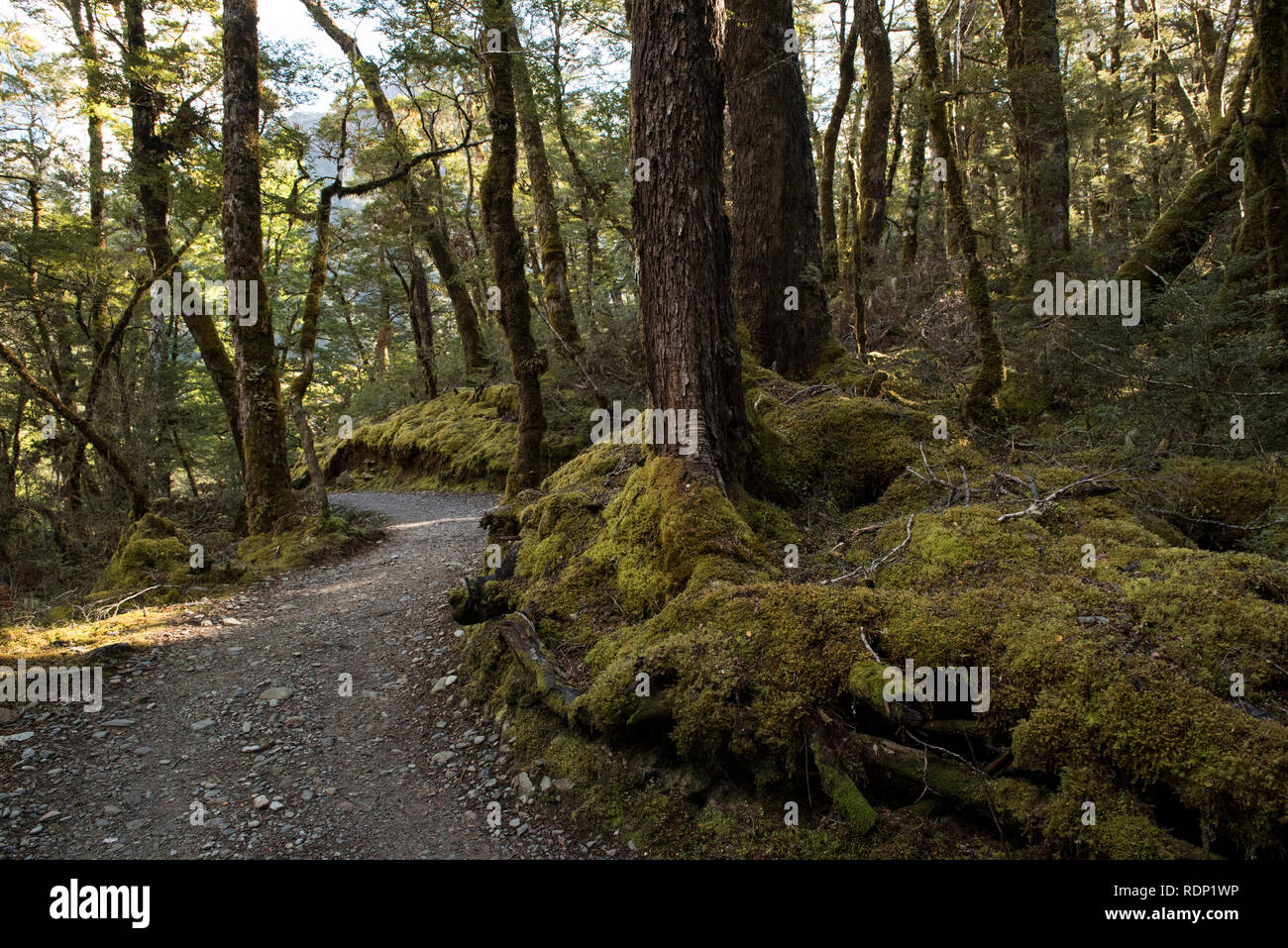 Un incurvamento sentiero conduce attraverso un bosco di faggio all'inizio della traccia Routeburn vicino a Glenorchy, South Island, in Nuova Zelanda. Foto Stock