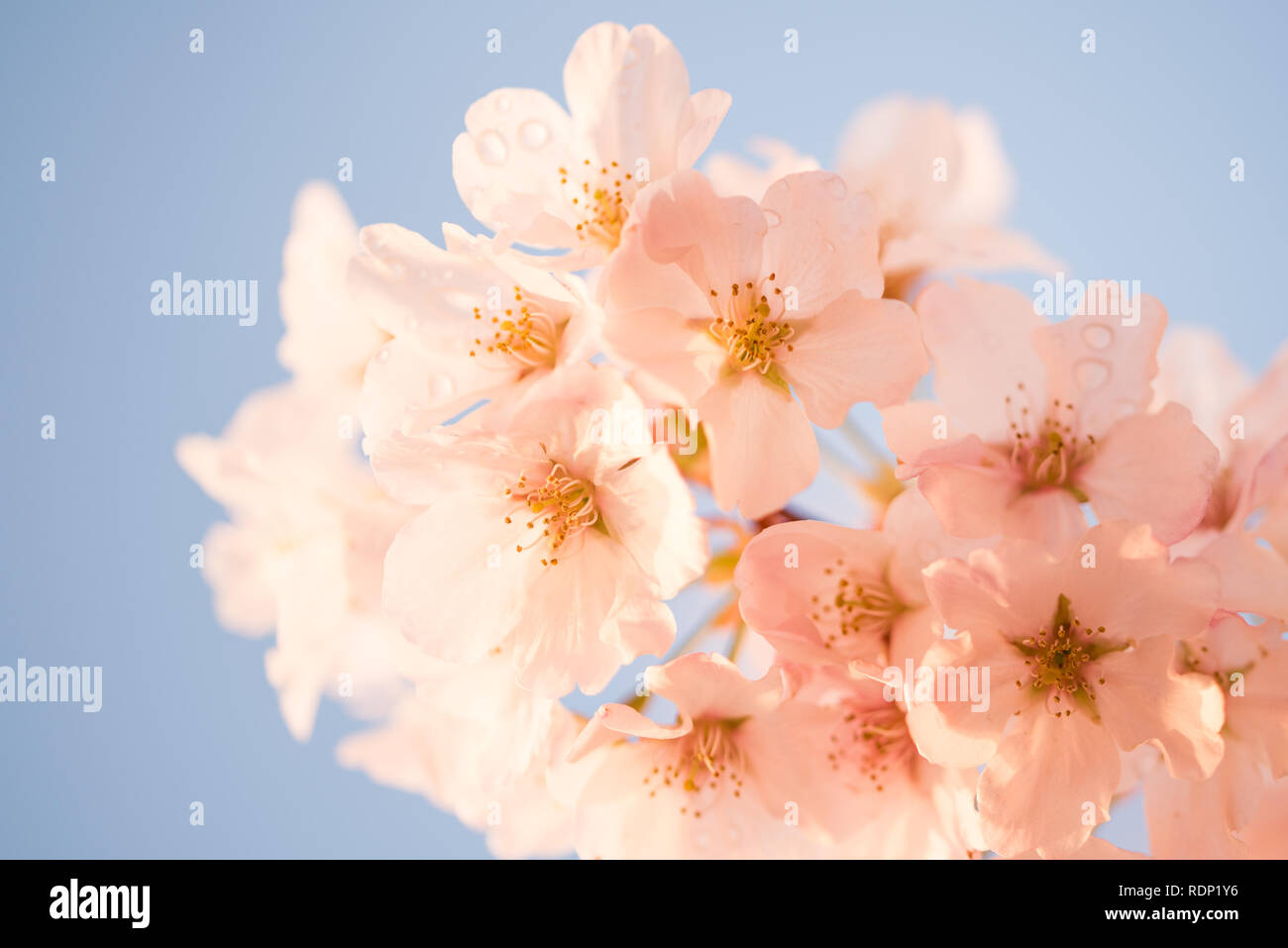 Fiori di ciliegio a Washington DC | WASHINGTON D.C., Stati Uniti — La rugiada si attacca a un grappolo di fiori di ciliegio illuminato dalla luce del sole mattutino al Tidal Basin. I fiori a cinque petali e profumo di mandorla della ciliegia Yoshino si aprono in grappoli da due a cinque, una caratteristica che la distingue dalla Kwanzan a doppio fiore, che fiorisce più tardi. Foto Stock