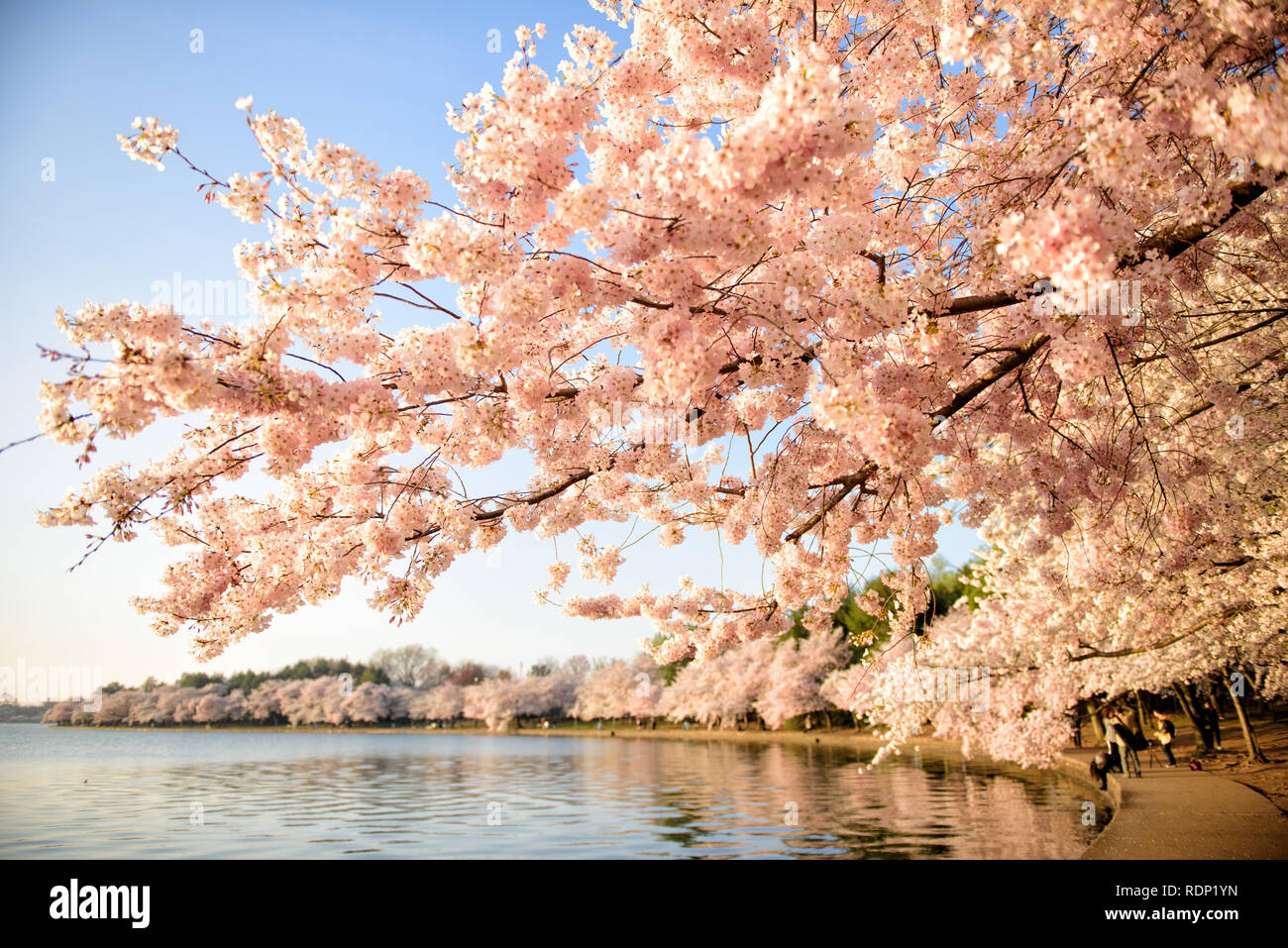 WASHINGTON DC, Stati Uniti: Ogni primavera, migliaia di ciliegi intorno al bacino di marea a Washington DC sbocciano, diventando un'attrazione turistica importante. Foto Stock