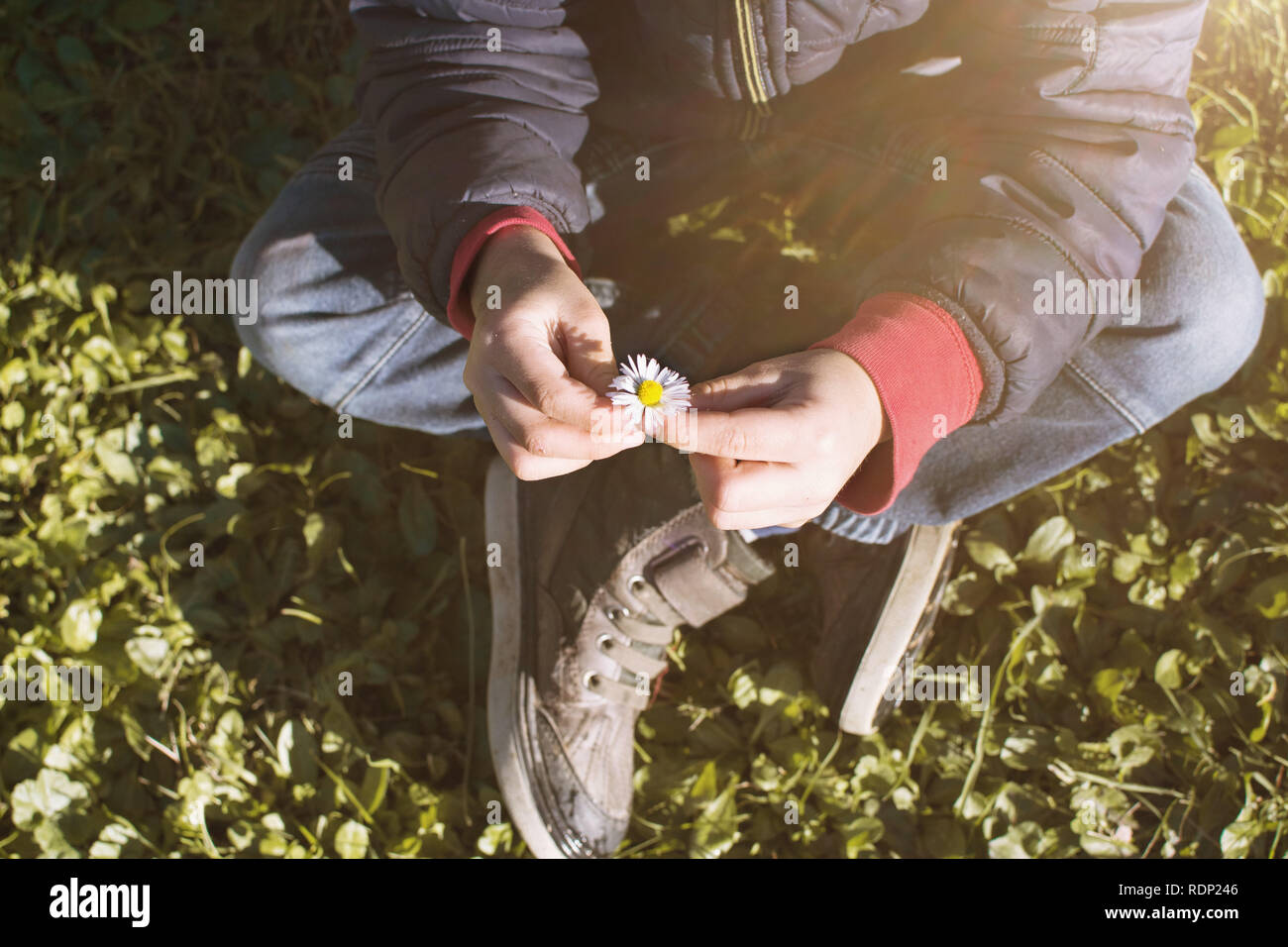 CLOSE UP BAMBINO mani tenendo una margherita fiore di stagione primaverile. Angolo di Alta Vista. Foto Stock