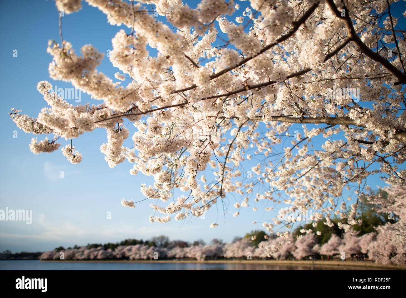 WASHINGTON DC, Stati Uniti: Ogni primavera, migliaia di ciliegi intorno al bacino di marea a Washington DC sbocciano, diventando un'attrazione turistica importante. Foto Stock