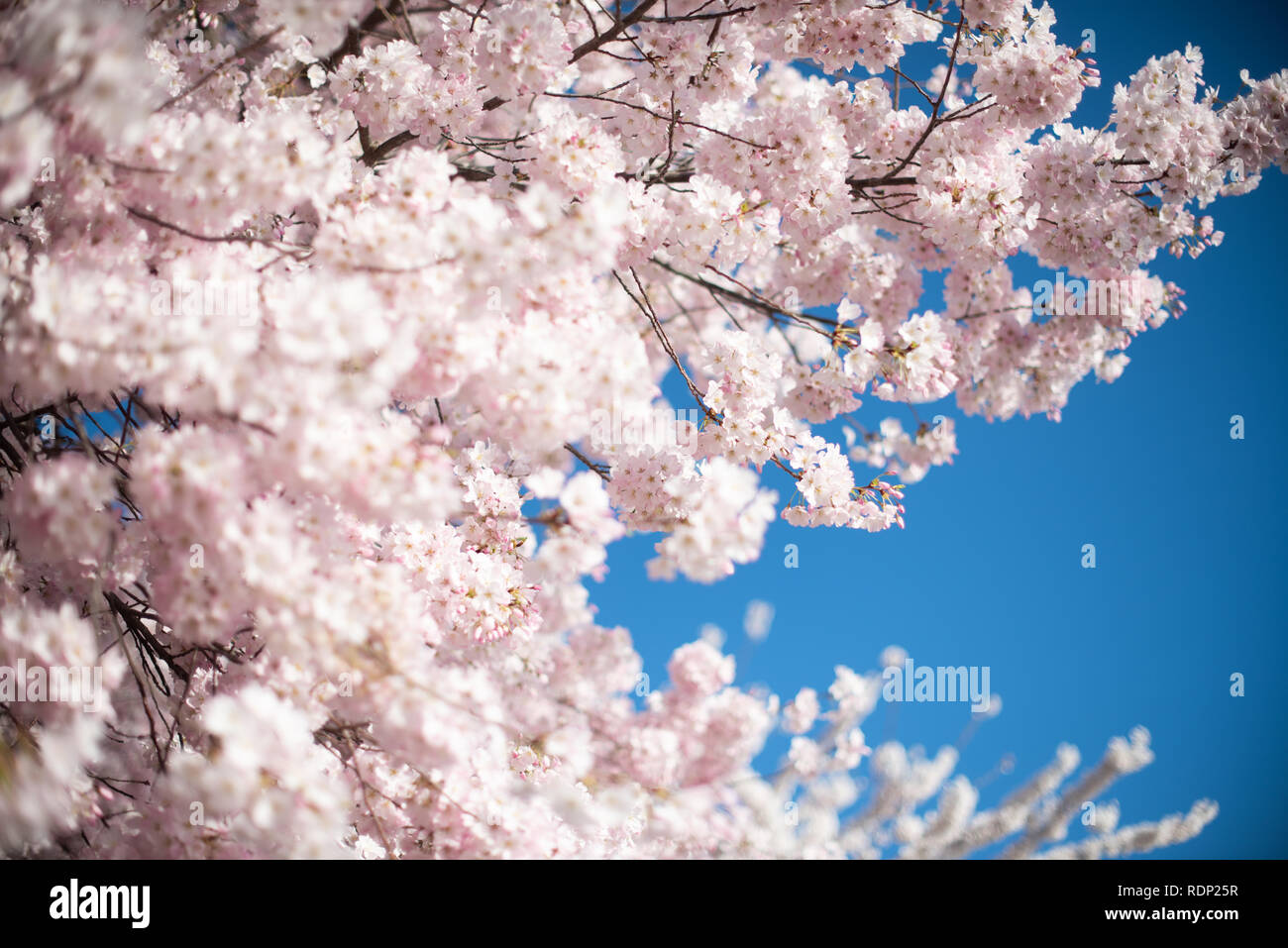 WASHINGTON DC, Stati Uniti: Ogni primavera, migliaia di ciliegi intorno al bacino di marea a Washington DC sbocciano, diventando un'attrazione turistica importante. Foto Stock