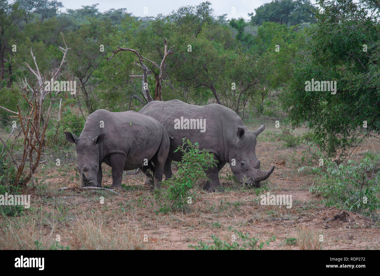 Due bianchi di rinoceronti pascolano nella boccola del Parco Nazionale di Kruger, Sud Africa Foto Stock