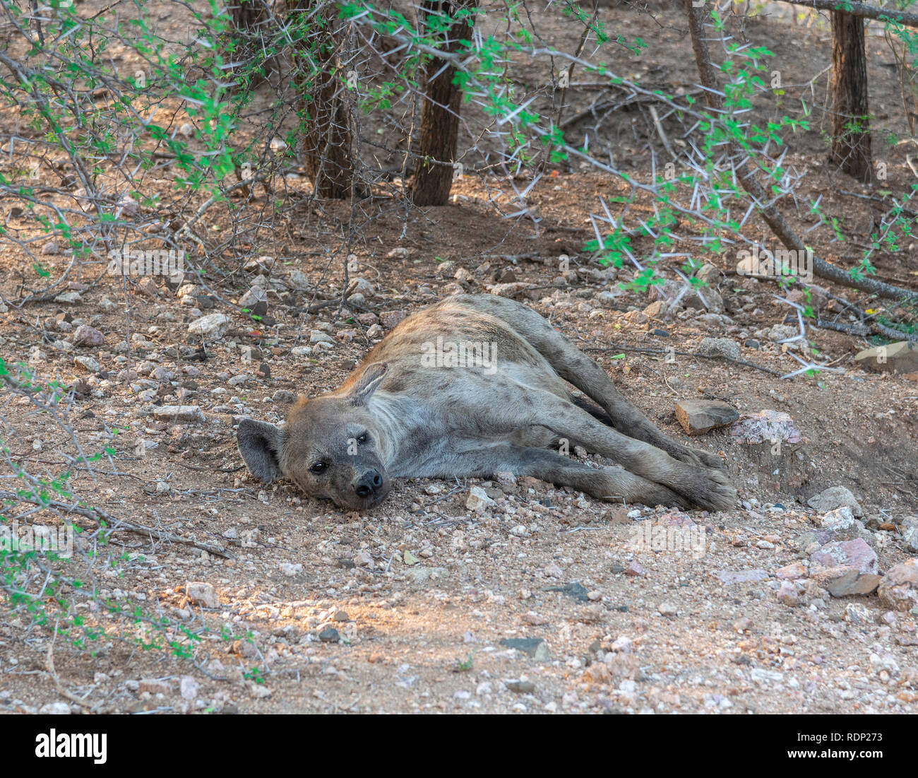 Avvistato iena o ridere iena (Crocuta crocuta) giacente sul terreno nel Parco Nazionale di Kruger, Sud Africa Foto Stock