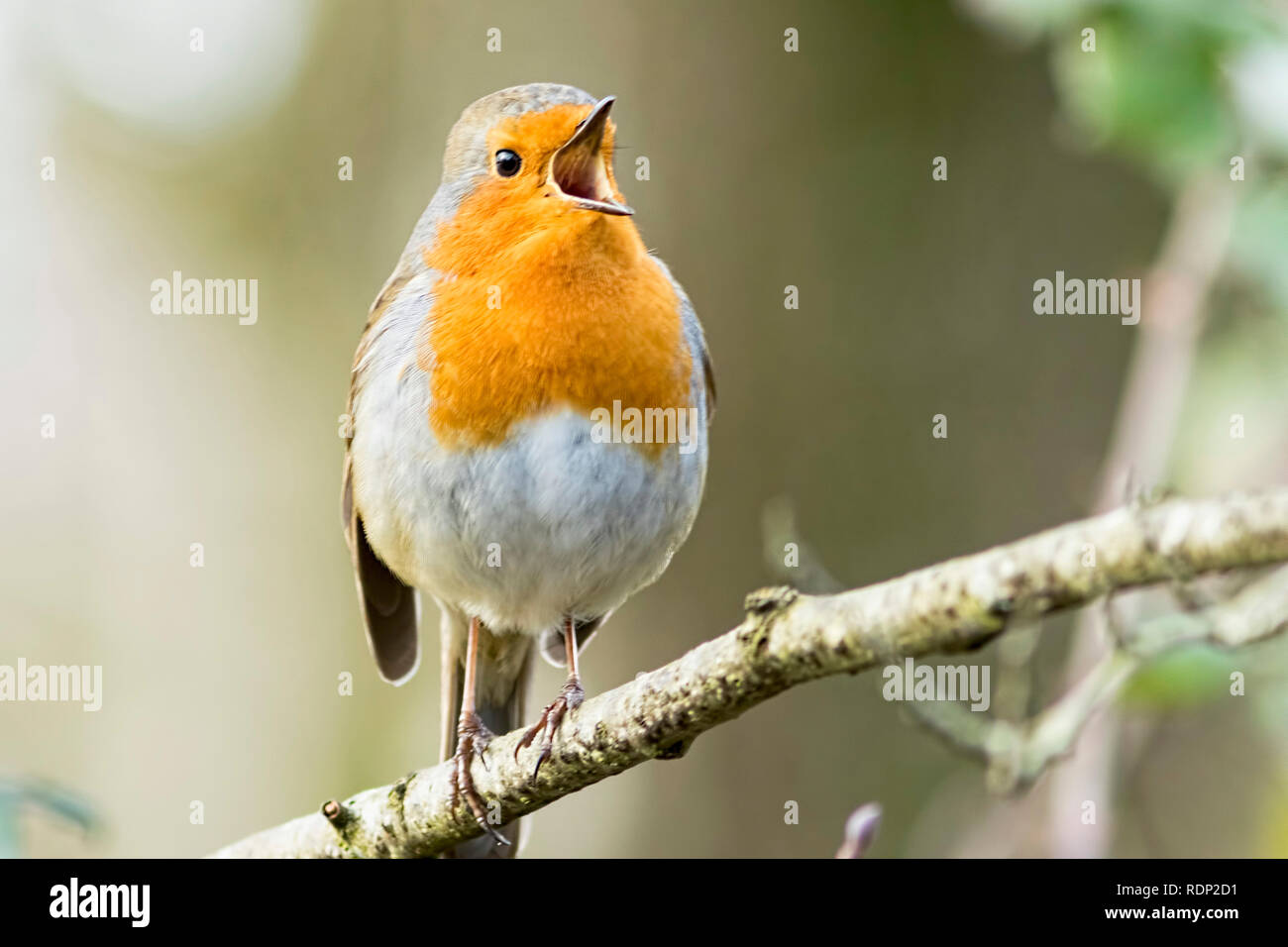 Un Robin (Erithacus rubecula) cantare a distanza Blashford laghi riserva naturale in Hampshire. Foto Stock