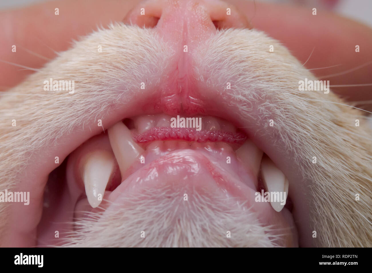 Dentizione felina, canini e incisivi Foto Stock