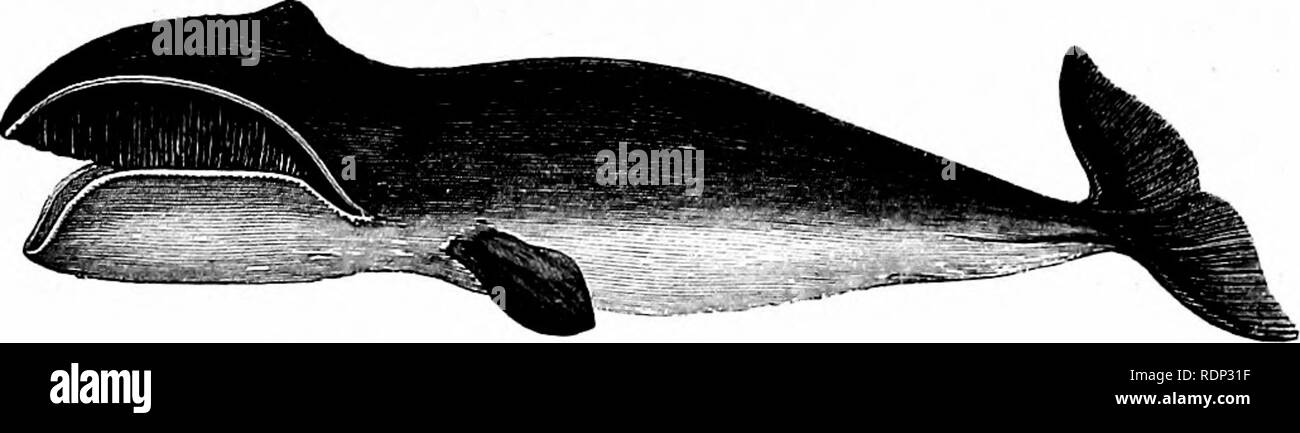 . Una storia di British quadrupedi, compresi i cetacei. Mammiferi. Diritto DELLA GROENLANDIA-balena. 381 OETAOEA. BALMNTTiM (M YSTA COOETI). BALMmBJE.. Genere BALiENA (Linnaeus, 1766). Qenerie C%a)-aceh di Greenlander. Akbeh di Western Esquimo. Il termine "Right-Whale" è stata applicata a mem- ber del genere limitato Balmna, questi essendo il solo animali che ricompensa pienamente il whaler da una fornitura completa di olio e whalebone della migliore qualità. A partire dalla prossima famiglia, quella dell'Rorquals o Fin-Whales, il diritto- Le balene sono in una volta che si distingue per la mancanza di un dorso-pinna e da pieghe o Foto Stock