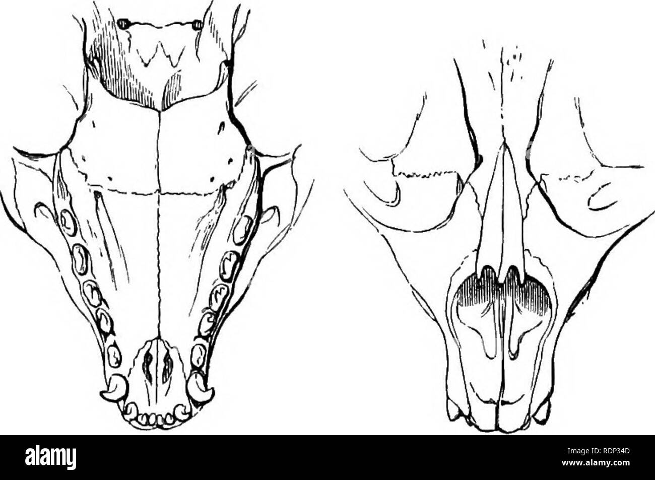 . Una storia di British quadrupedi, compresi i cetacei. Mammiferi. . Si prega di notare che queste immagini vengono estratte dalla pagina sottoposta a scansione di immagini che possono essere state migliorate digitalmente per la leggibilità - Colorazione e aspetto di queste illustrazioni potrebbero non perfettamente assomigliano al lavoro originale. Bell, Thomas, 1792-1880; tomi, Robert F; Alston, Edward Richard, 1845-1881. Londra, J. Van Voorst Foto Stock