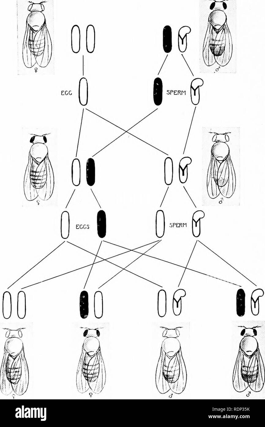 . Una critica della teoria dell'evoluzione. Evoluzione. 122 TEORIA DELL'EVOLUZIONE. Fig. 59. Incrocio tra red eyed maschio e bianco eyed fe- maschio; trasversale reciproco di Fig. 58.. Si prega di notare che queste immagini vengono estratte dalla pagina sottoposta a scansione di immagini che possono essere state migliorate digitalmente per la leggibilità - Colorazione e aspetto di queste illustrazioni potrebbero non perfettamente assomigliano al lavoro originale. Morgan, Thomas Hunt, 1866-1945. Princeton, Princeton University Press; [ecc. , Etc. ] Foto Stock