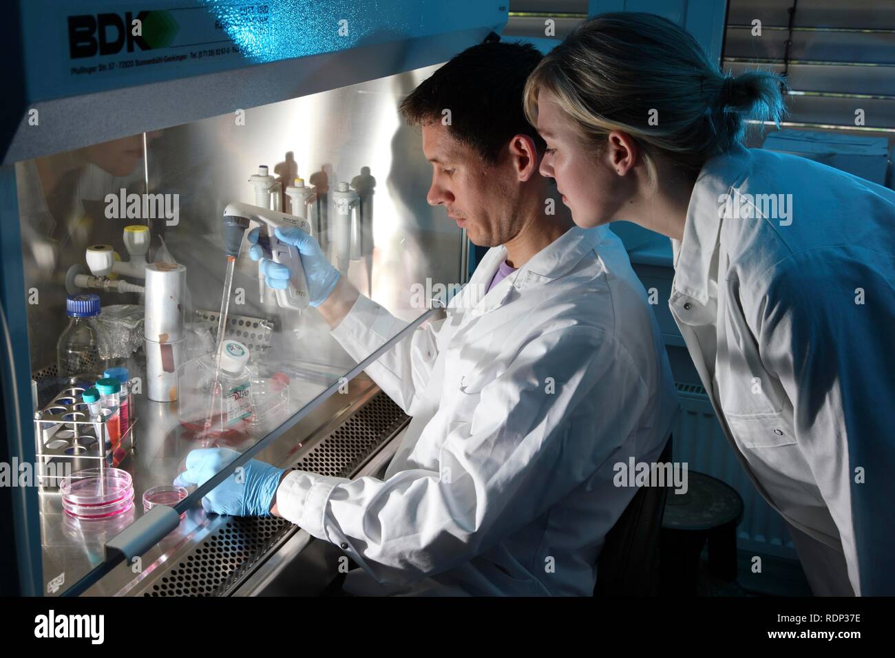 Laboratorio di biotecnologie, flusso laminare, uno scienziato è il pipettaggio di un mezzo di coltura cellulare in una capsula di petri, centro per uso medico Foto Stock