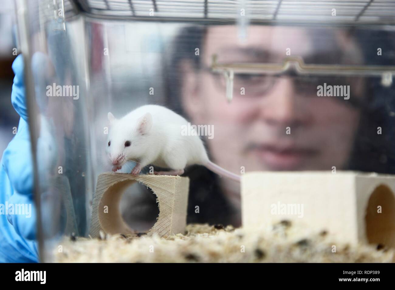 Mouse allevati per scopi sperimentali, Centro di biotecnologia medica dell'Università Duisburg-Essen, Renania settentrionale-Vestfalia Foto Stock