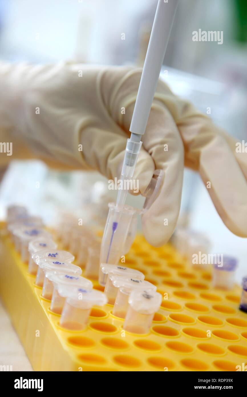 Laboratorio, il pipettaggio di campioni di DNA in provette Eppendorf, Centro di biotecnologia medica Università Duisburg-Essen Foto Stock