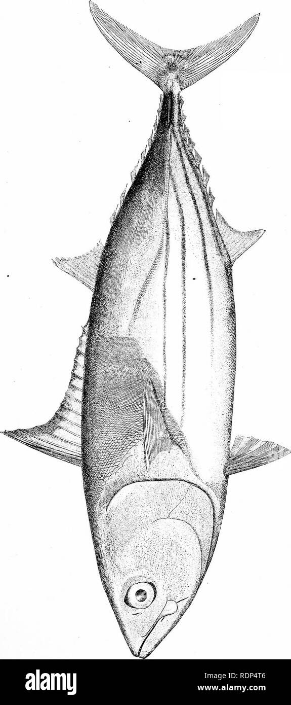 . Il settore della pesca e delle industrie della pesca degli Stati Uniti. Preparati attraverso la cooperazione del commissario per la pesca e il soprintendente del decimo censimento. La pesca. La piastra 95 B.. Â c ,o una Â" 6 O ESSERE Z O O O CI PQ d rt o un H-Â" s 2 o q &lt; â s W s o &LT;a o J 1 Pd w g o 6 .2 p 1 05 w O, ft CO 3 1 hH C CI C 3 6 o u ^ w 'd' o H. Si prega di notare che queste immagini vengono estratte dalla pagina sottoposta a scansione di immagini che possono essere state migliorate digitalmente per la leggibilità - Colorazione e aspetto di queste illustrazioni potrebbero non perfettamente assomigliano al lavoro originale. Goode, G. Brown (George Brown), 18 Foto Stock