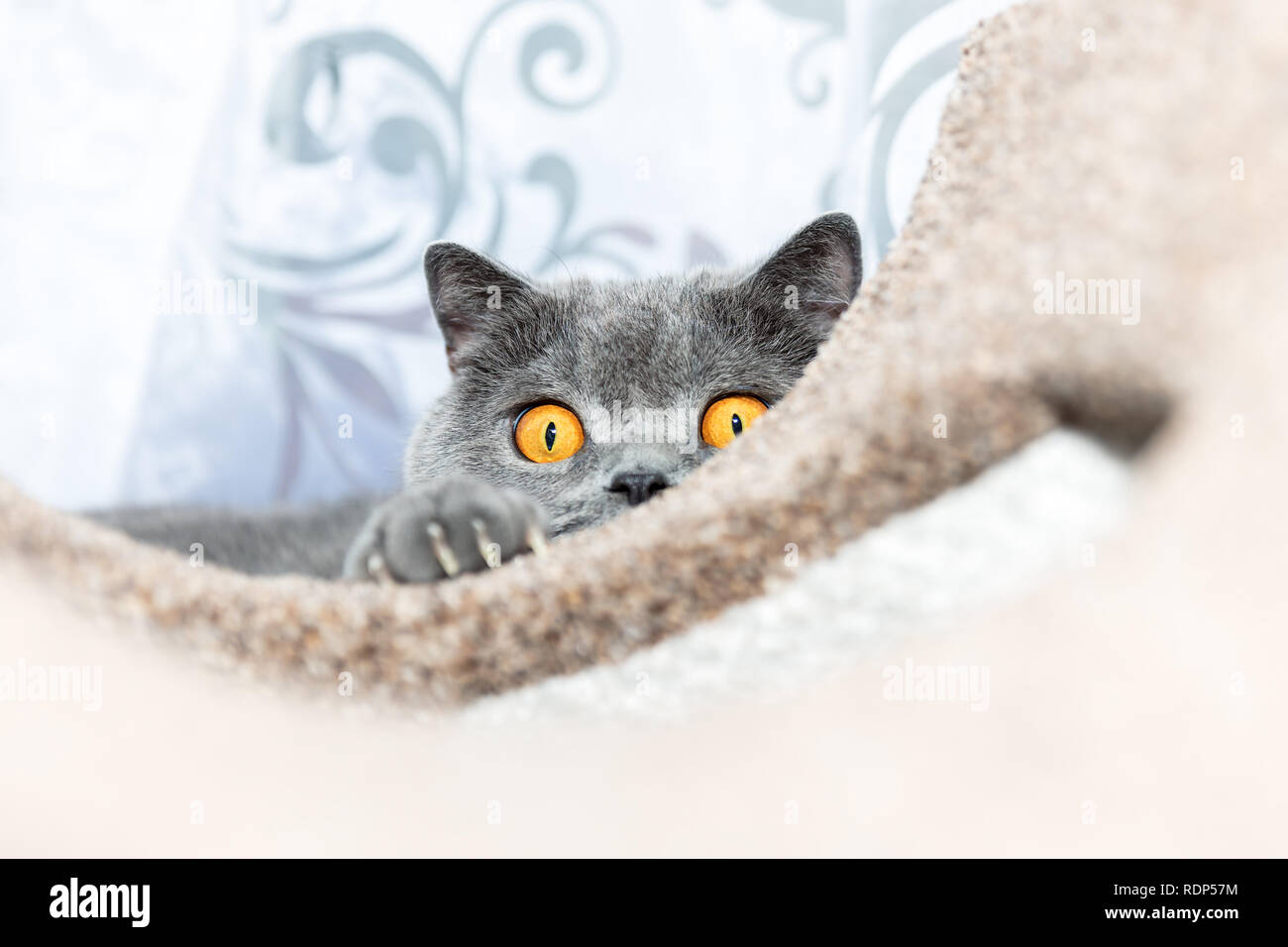 Dettaglio British short-capelli blu cat è vaga. Foto Stock