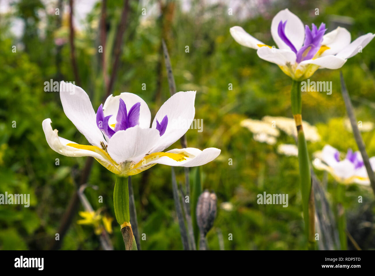 Africa fiore Iris Foto Stock